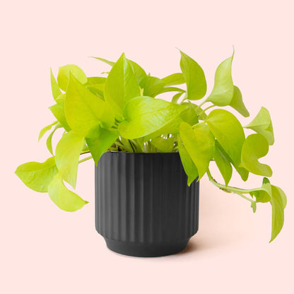 Monroe Pot
