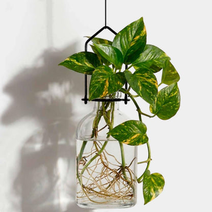 Hanging Propagation Vase