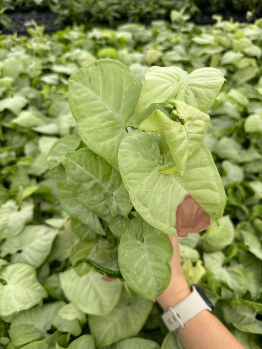 4" Milk Confetti Syngonium