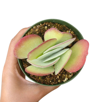 Kalanchoe Flapjacks 4"
