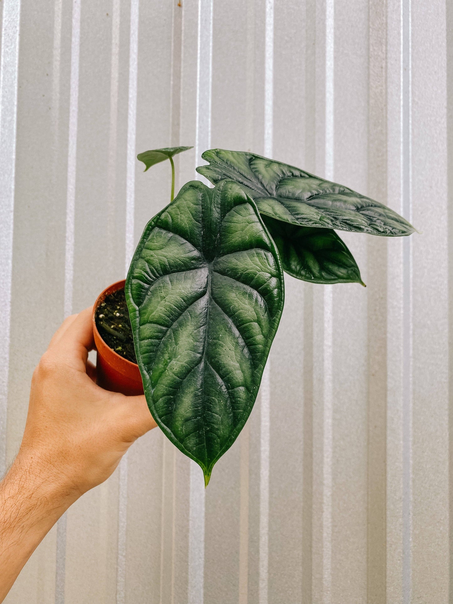 Alocasia 'Dragon Scale'