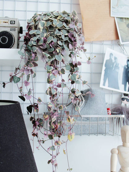 Variegated String of Hearts 4"