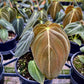 Philodendron Melanochrysum