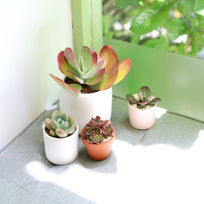 Kalanchoe Flapjacks 4"