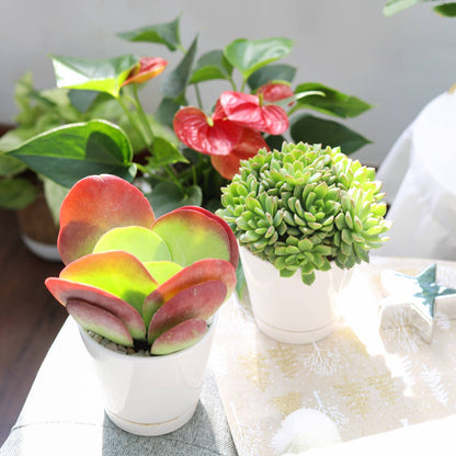 Kalanchoe Flapjacks 4"