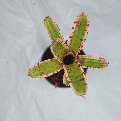 Neoregelia 'Gizmo'