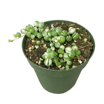 Variegated String Of Pearls 4"