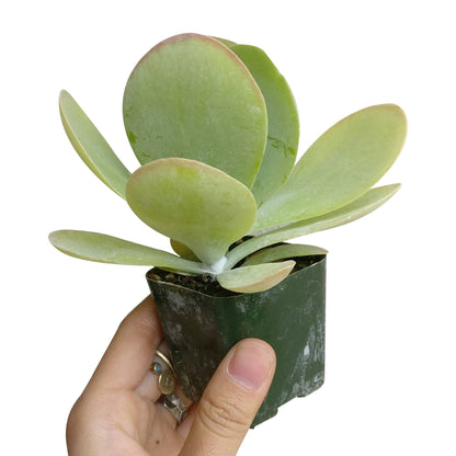 Kalanchoe Flapjacks 4"
