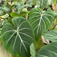 Philodendron Gloriosum