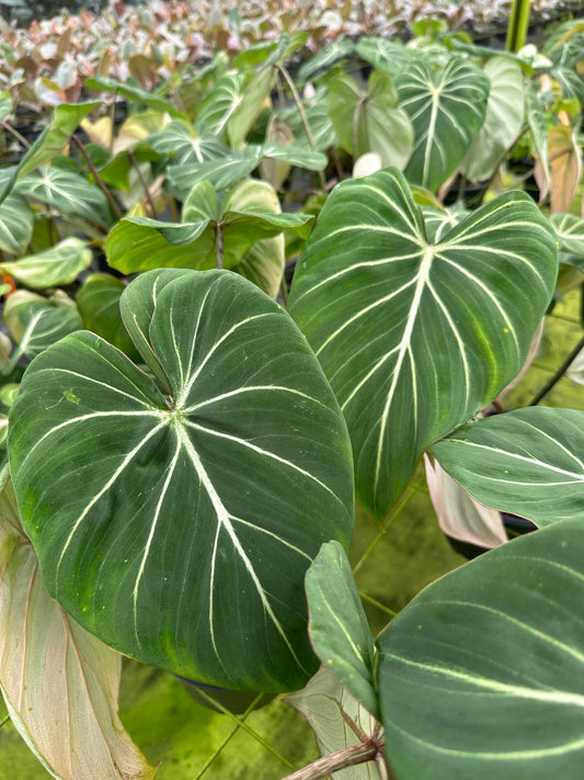 Philodendron Gloriosum