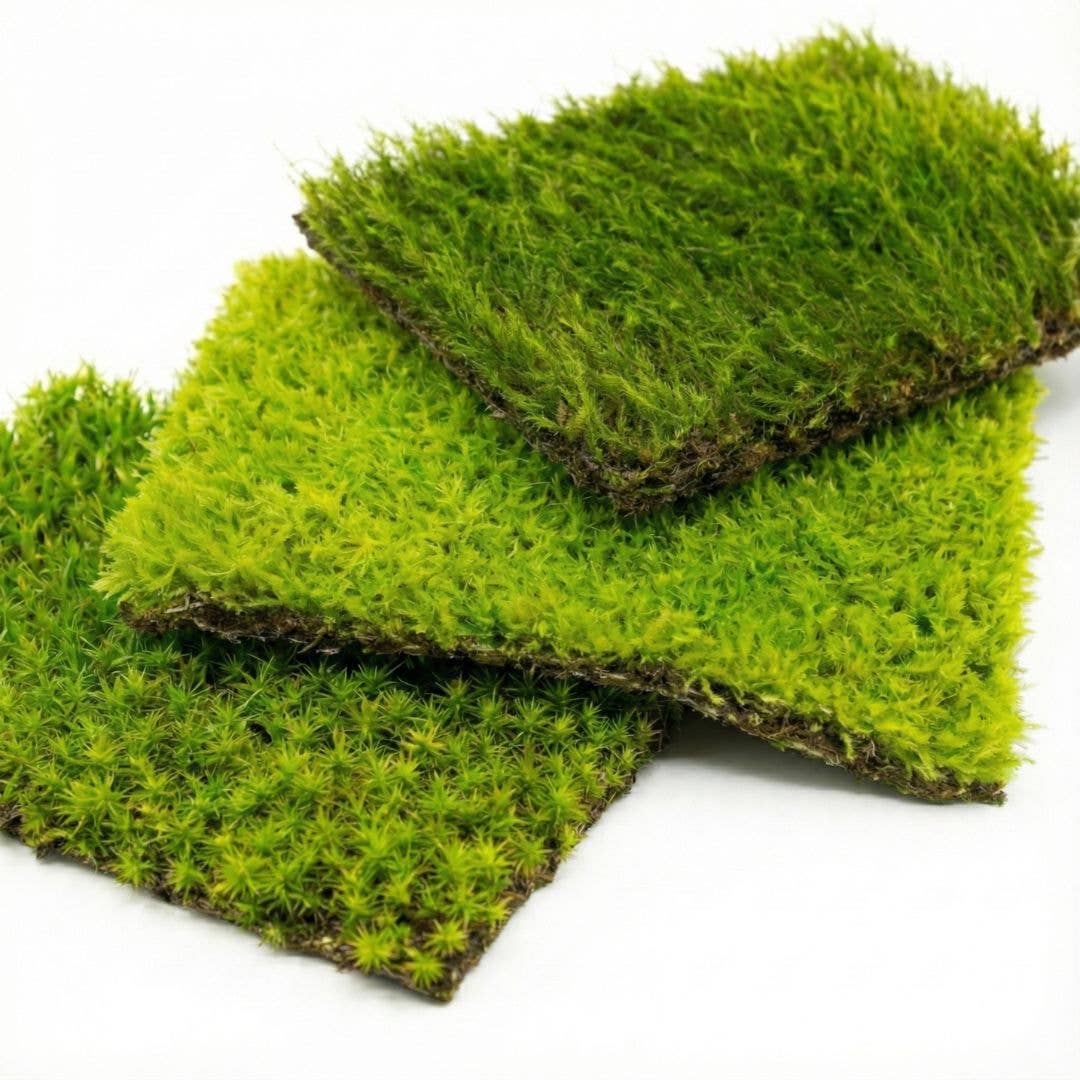 Live Moss for Terrariums