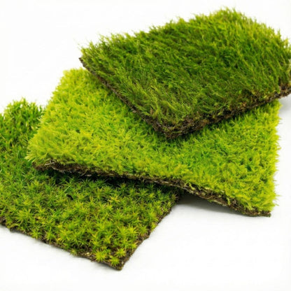 Live Moss for Terrariums
