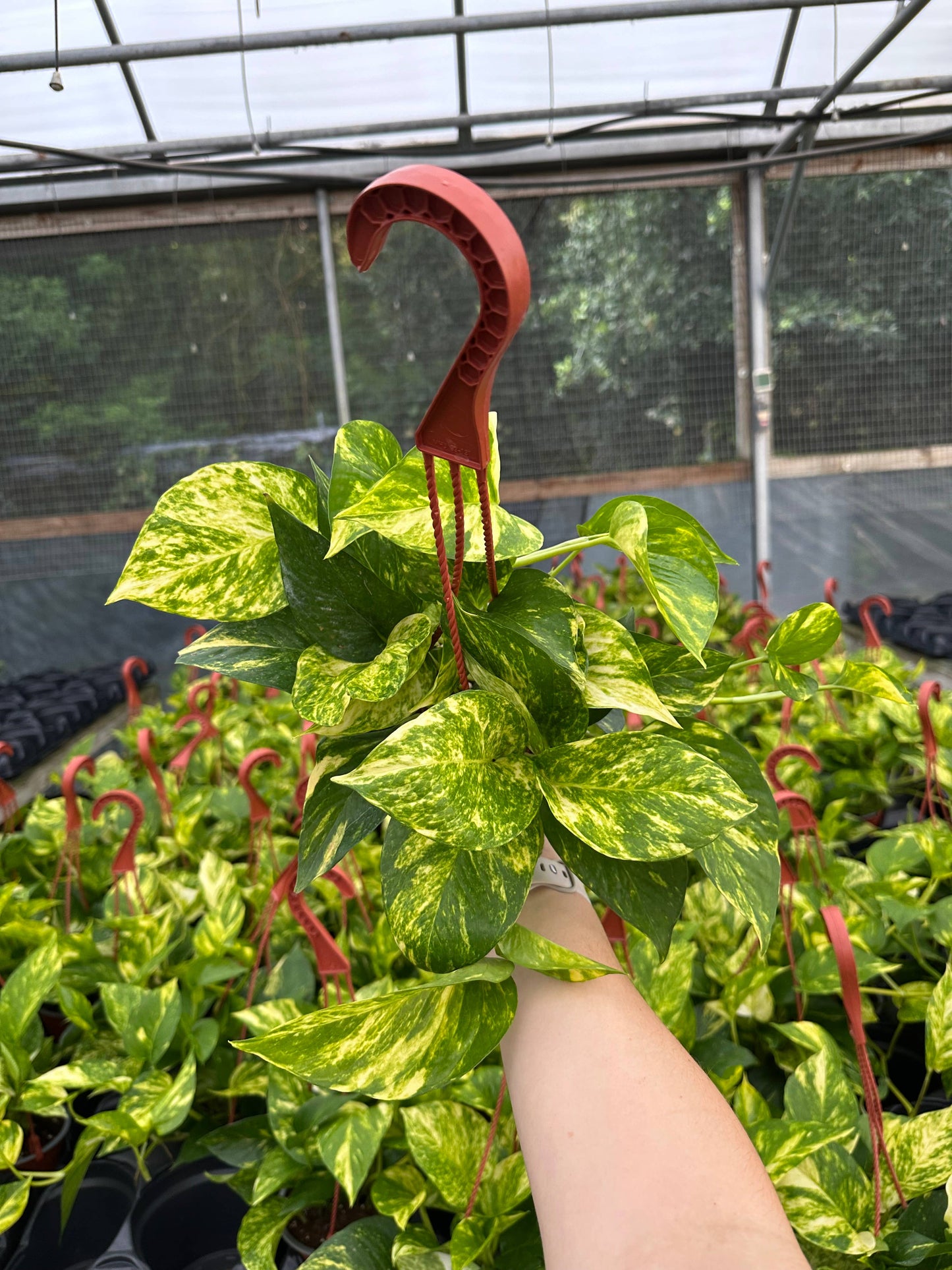 6" Epipremnum Aureum 'Hawaiian'