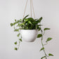 Signature Stone Hanging Planter