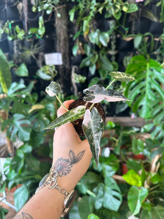 Variegated Alocasia Bambino 3"