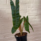 Philodendron billietiae 8" hb