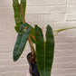 Philodendron billietiae 8" hb