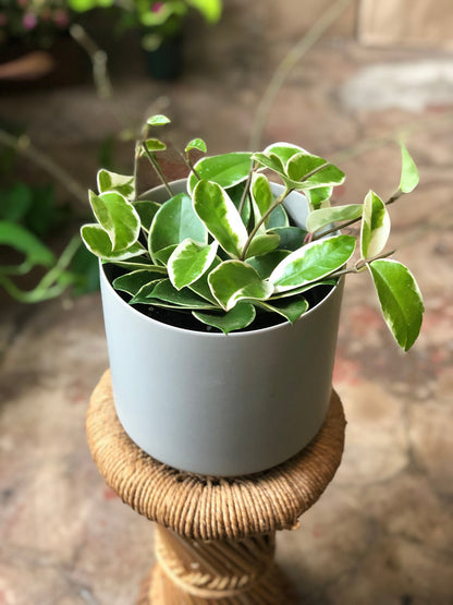 Kendall Pot 3-7"