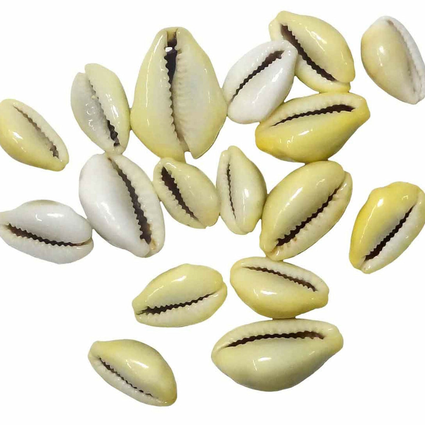 Cowrie Shells