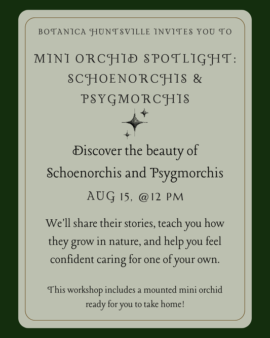Mini Orchid Spotlight: Schoenorchis & Psygmorchis, Aug 15