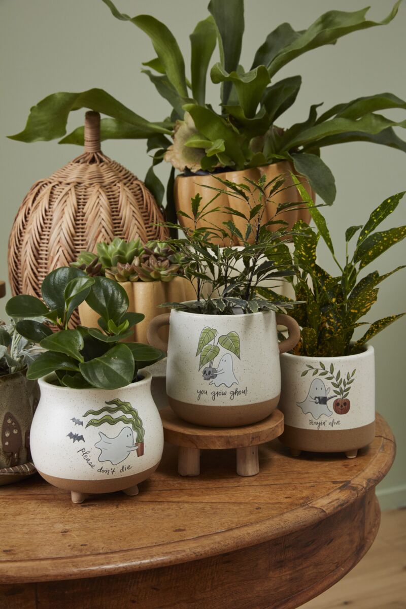 Plant Accessories – Botanica