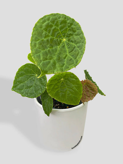 Begonia Natunaensis