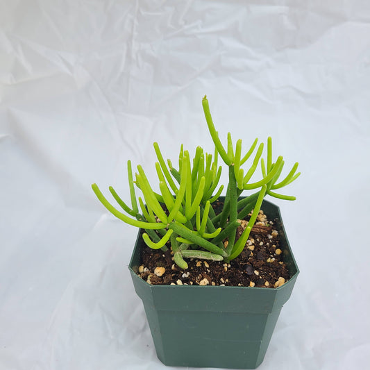 Rhipsalis heteroclada