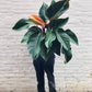 Philodendron Rojo Congo 10-14"