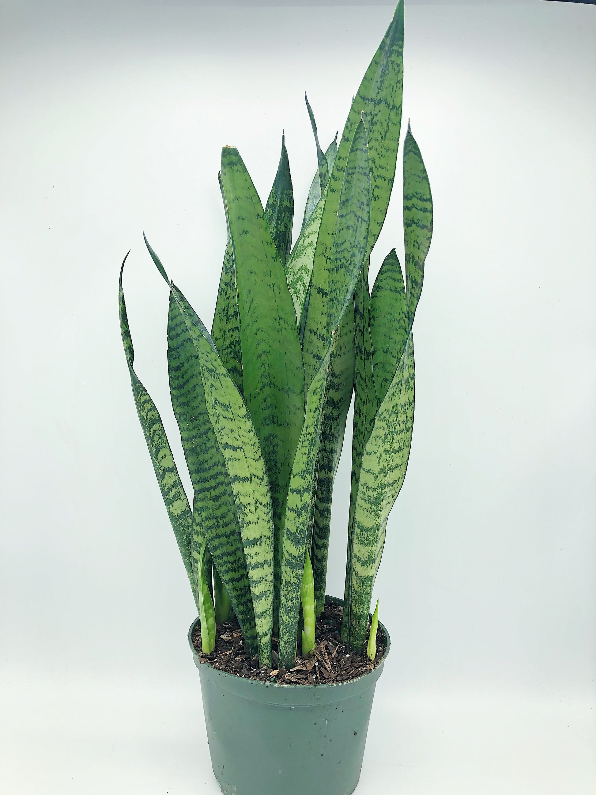 dracaena trifasciata zeylanica Sansevieria trifasciata 'Zeylanica' 6"
