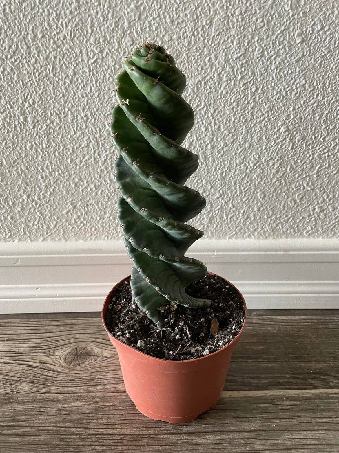 Cereus forbesii 'Spiralis'