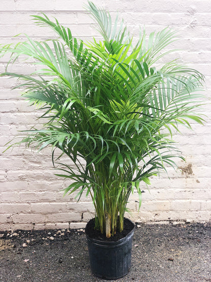 areca palm homebase Areca Palm 10"