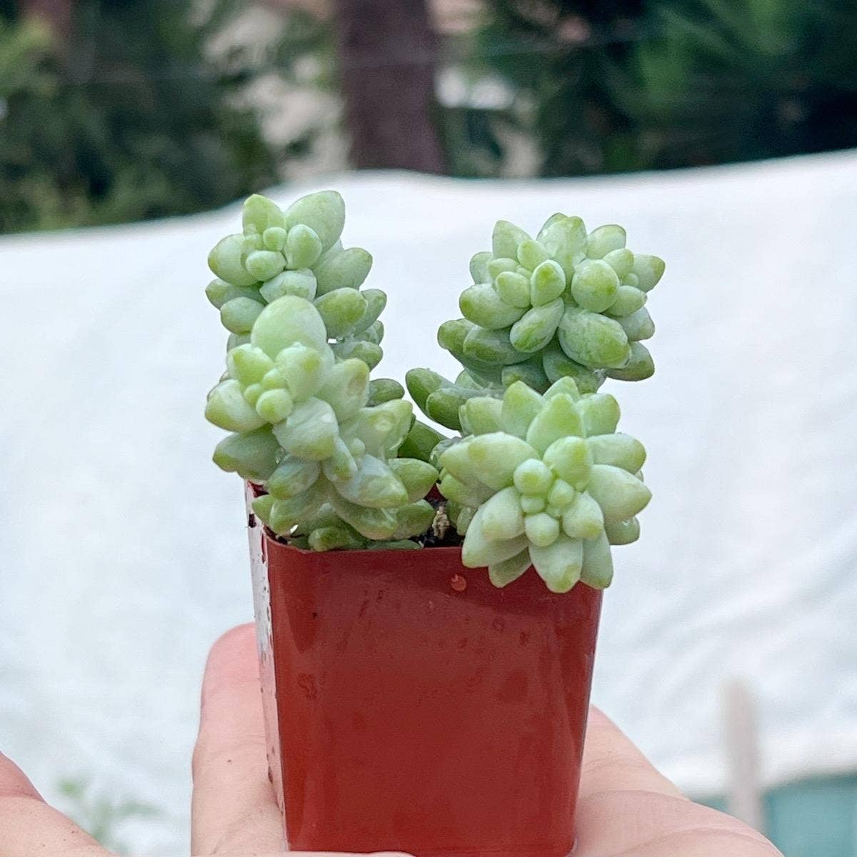 Sedum morganianum Burrito 2"