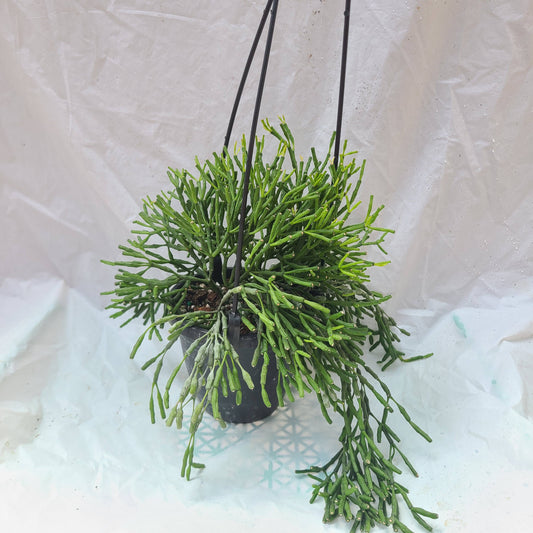 Rhipsalis salicornoidies