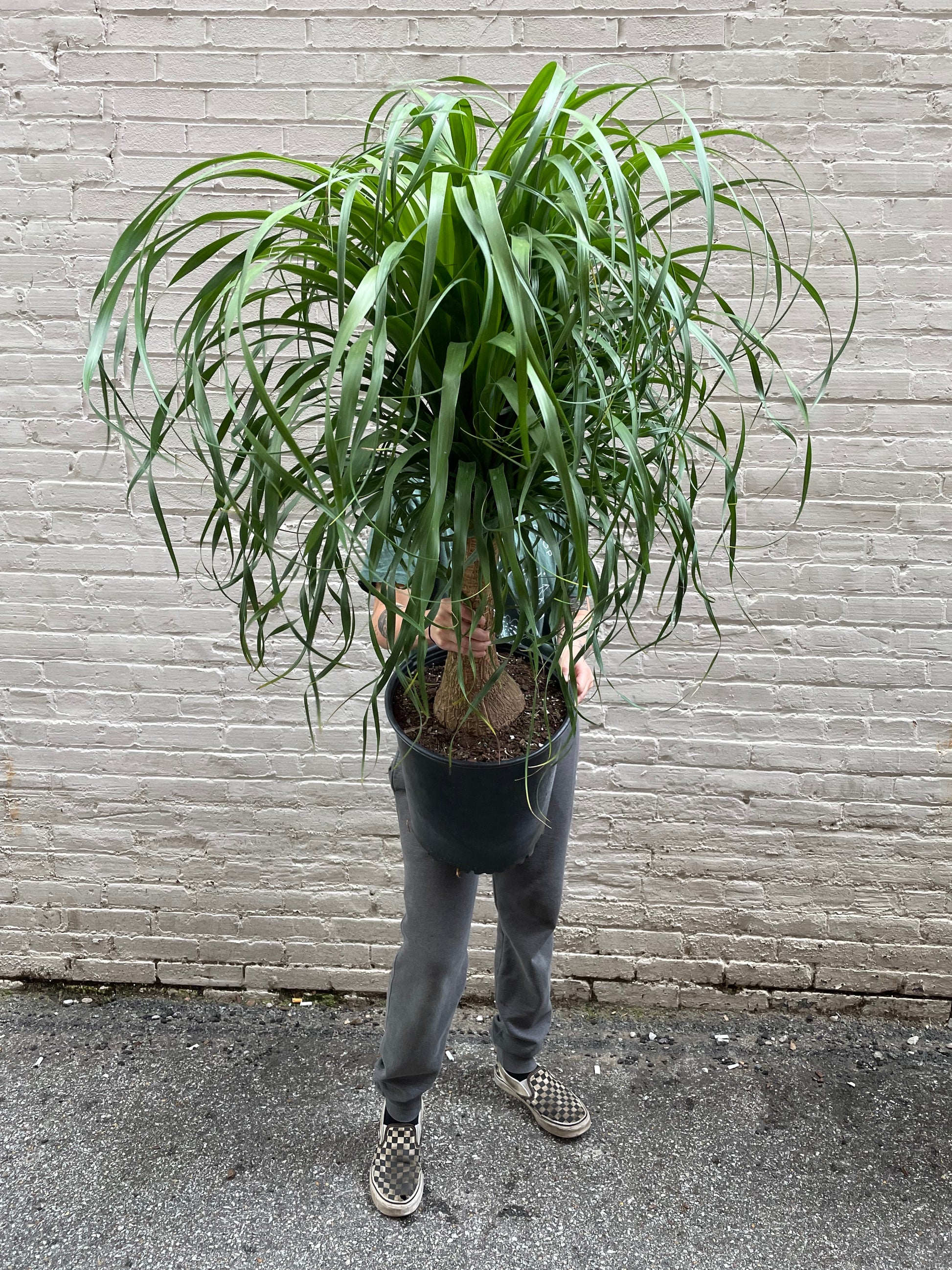 onion palm plant Ponytail Palm 10"-14" – Botanica