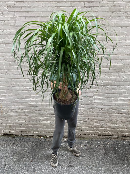 Ponytail Palm 10"-14"