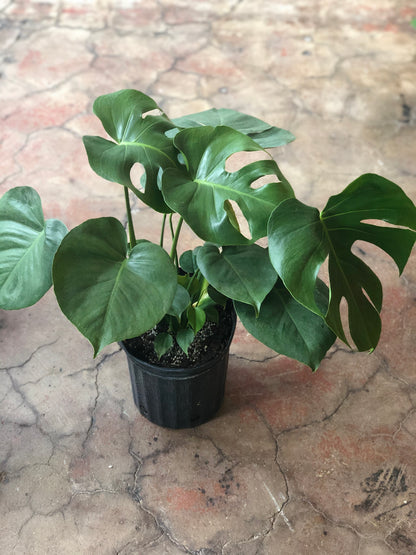 Monstera Deliciosa 8"-14"