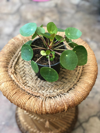 Pilea peperomioides 4-6”