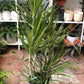 Dracaena marginata (Dragon Tree) 10"-14"