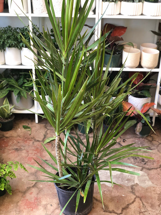 Dracaena marginata (Dragon Tree) 10"-14"