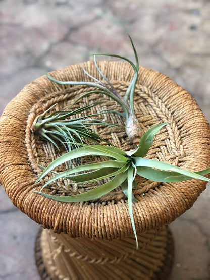 Air Plants