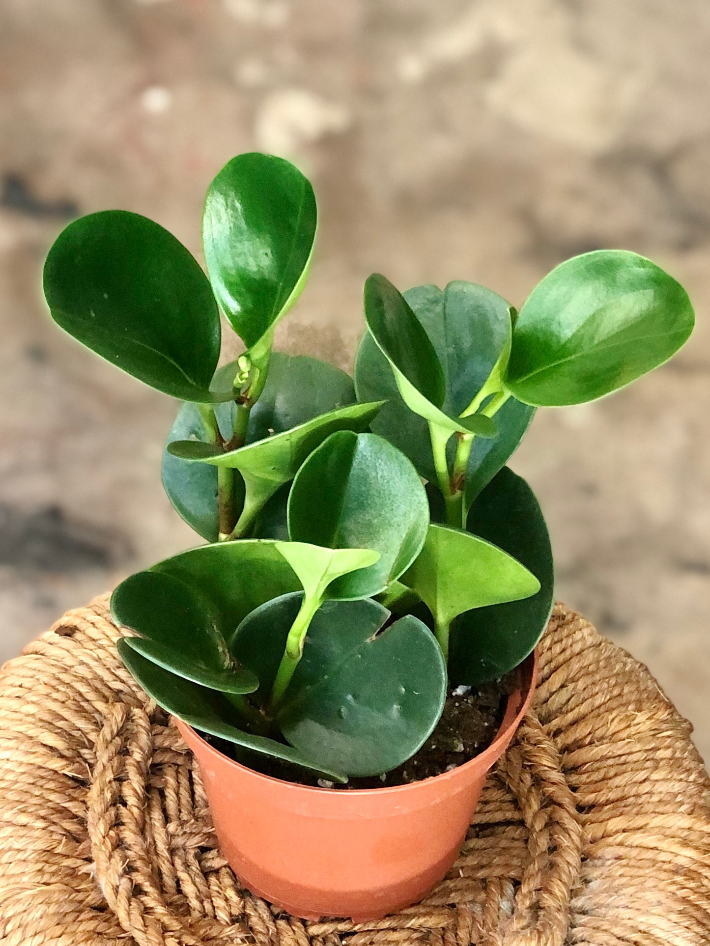 Peperomia Obtusifolia Green 4"