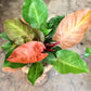 Philodendron Prince of Orange 4" & 6"