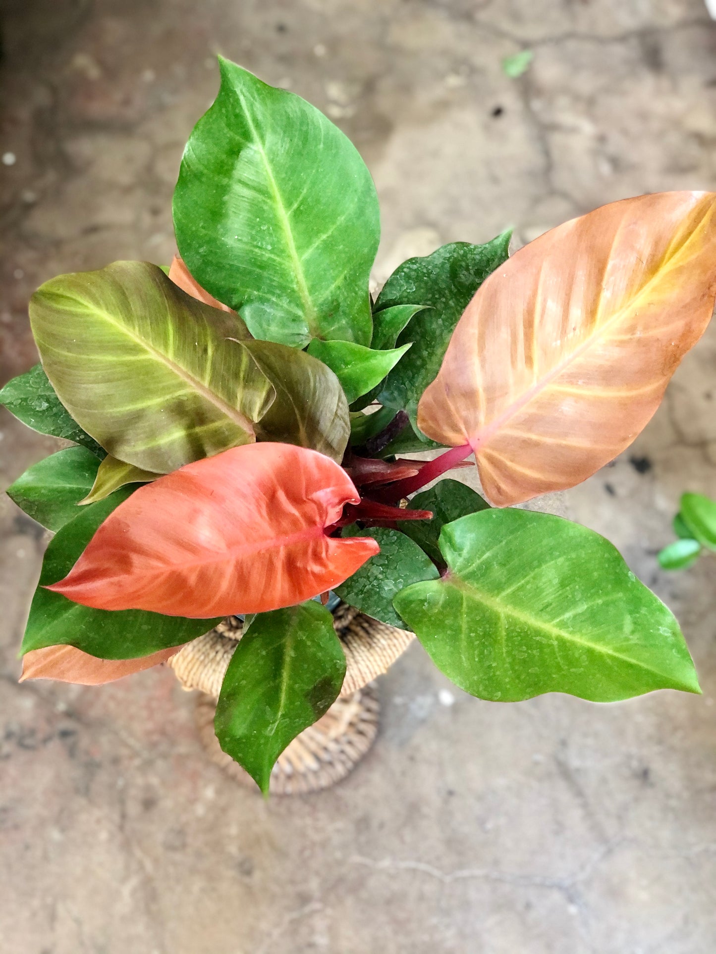 Philodendron Prince of Orange 4" & 6"