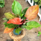 Philodendron Prince of Orange 4" & 6"