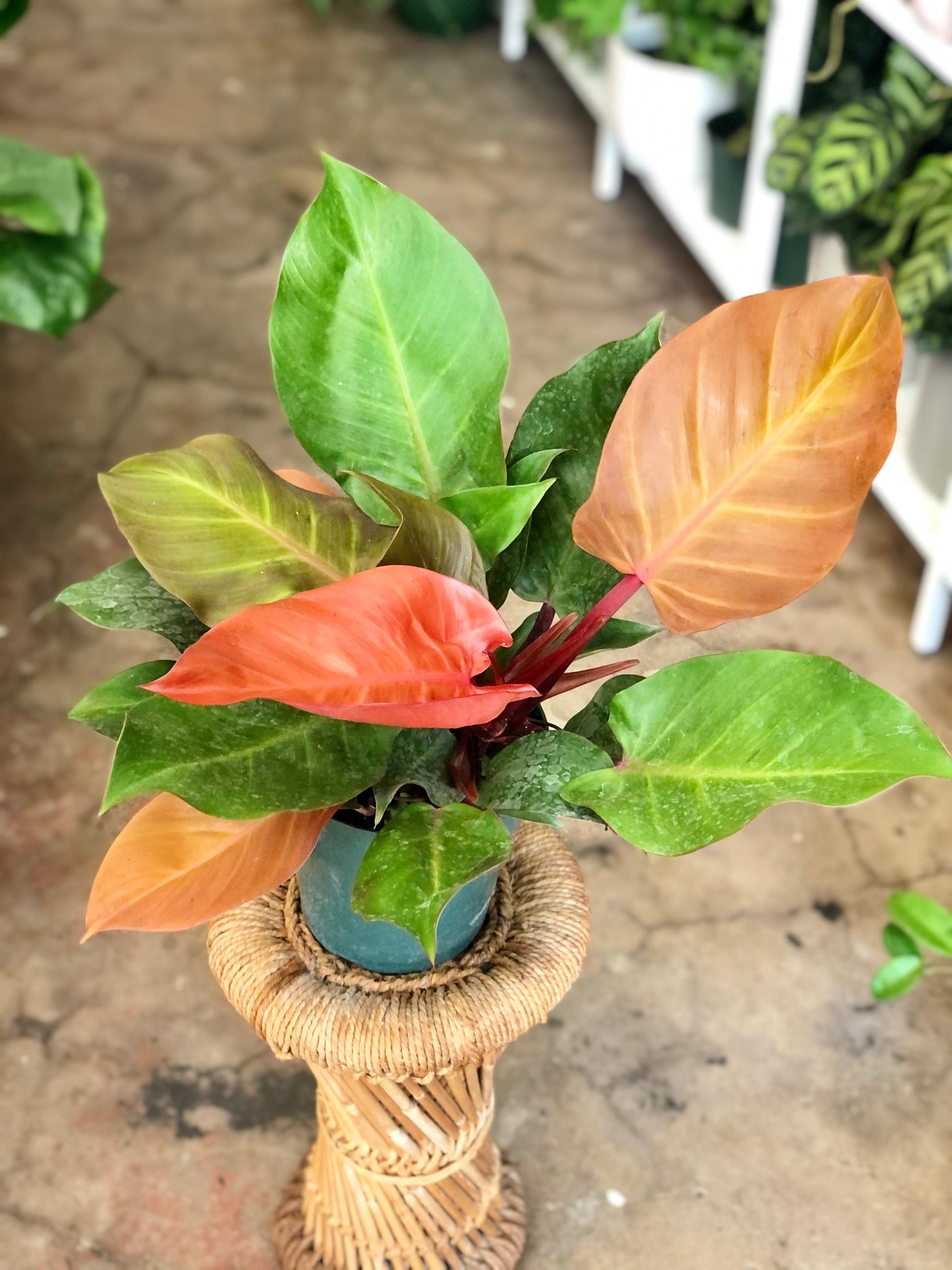 Philodendron Prince of Orange 4" & 6"