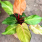 Philodendron Prince of Orange 4" & 6"