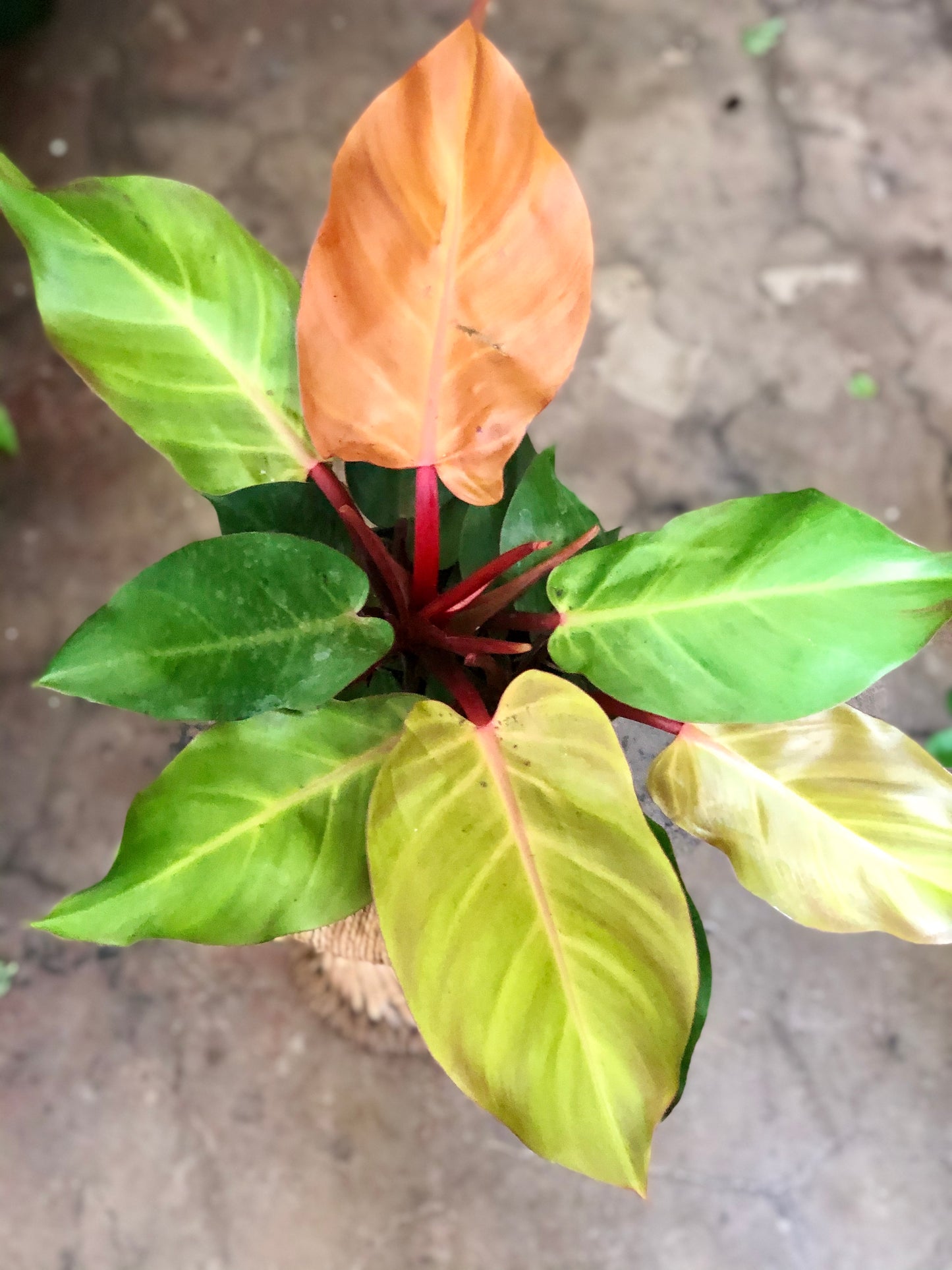 Philodendron Prince of Orange 4" & 6"