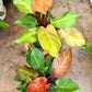 Philodendron Prince of Orange 4" & 6"