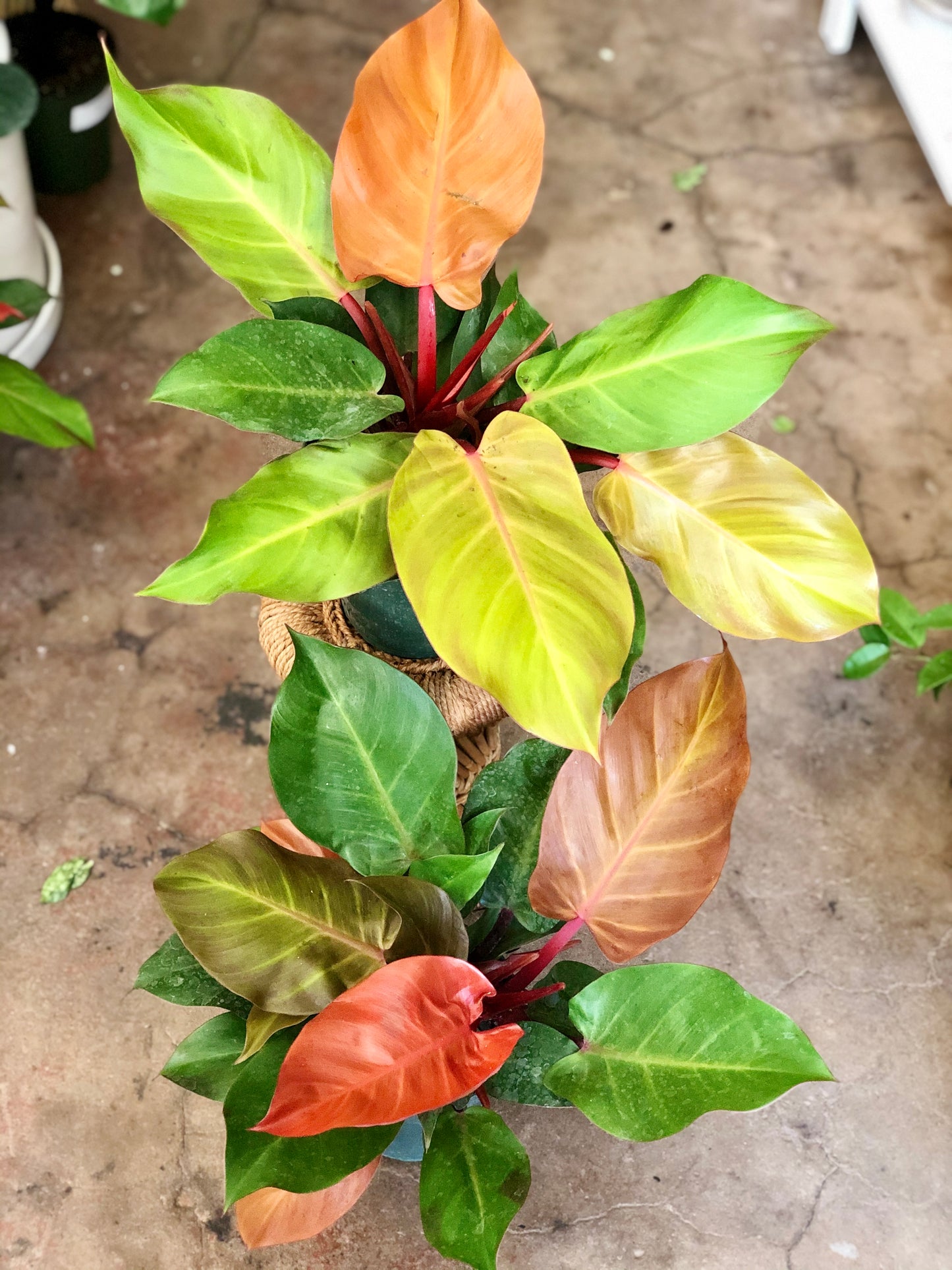 Philodendron Prince of Orange 4" & 6"