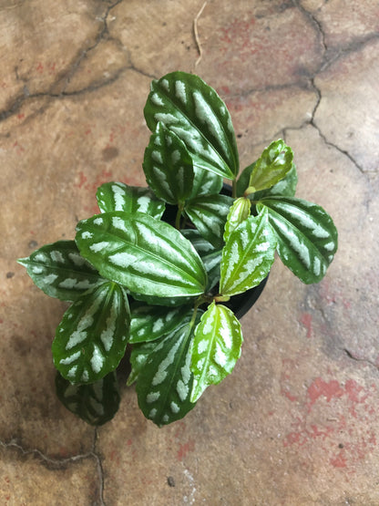 Pilea Aluminum 4"